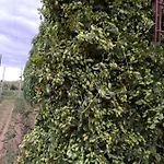 Feriehus Miradoralaribera Rural *