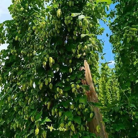 Miradoralaribera Rural Holiday home Alcoba de la Ribera