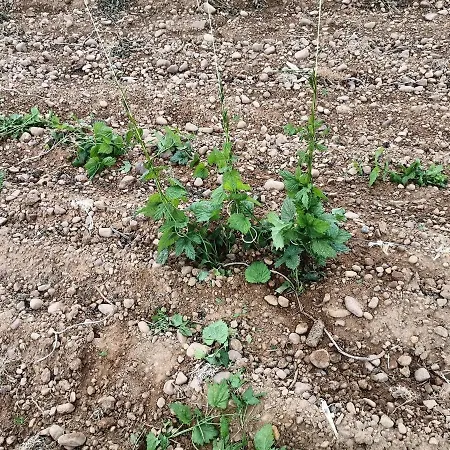 Miradoralaribera Rural * Alcoba de la Ribera