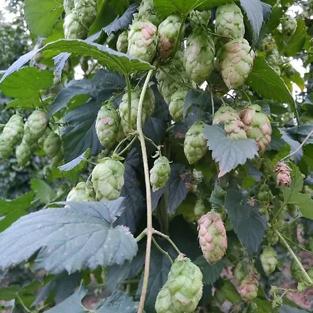 펜션 Miradoralaribera Rural