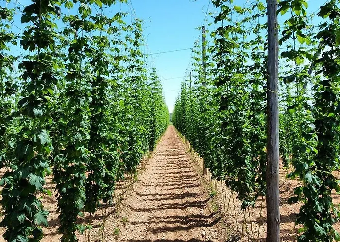 Miradoralaribera Rural Alcoba de la Ribera