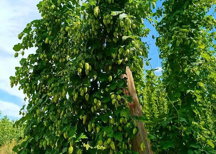 Miradoralaribera Rural Dom wakacyjny Alcoba de la Ribera