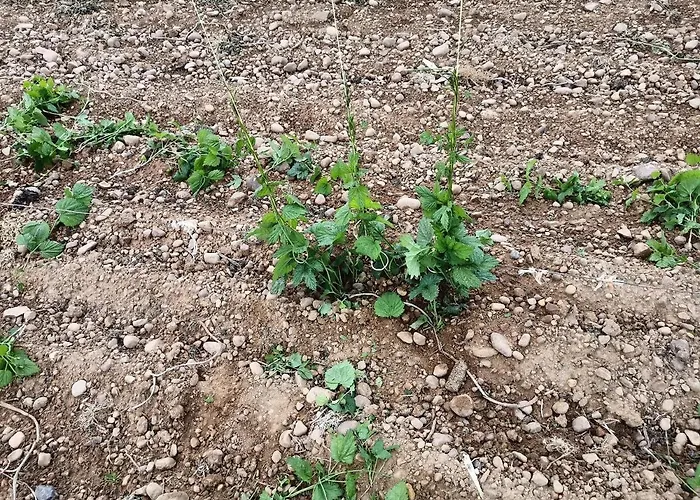 Miradoralaribera Rural * Alcoba de la Ribera