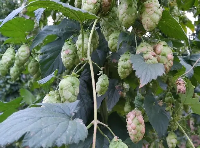 Dom wakacyjny Miradoralaribera Rural