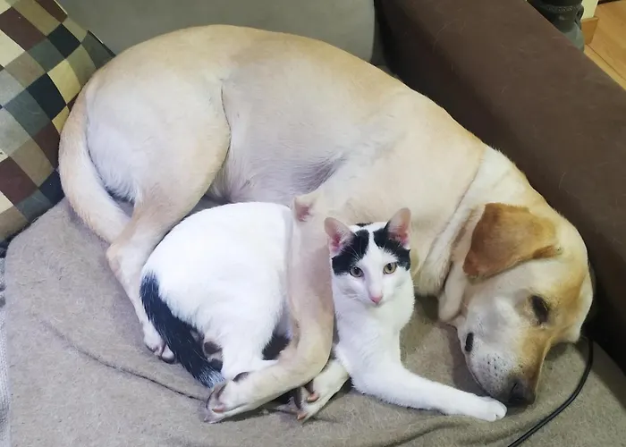 Miradoralaribera Rural Dom wakacyjny