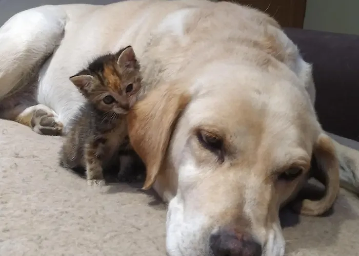 Miradoralaribera Rural